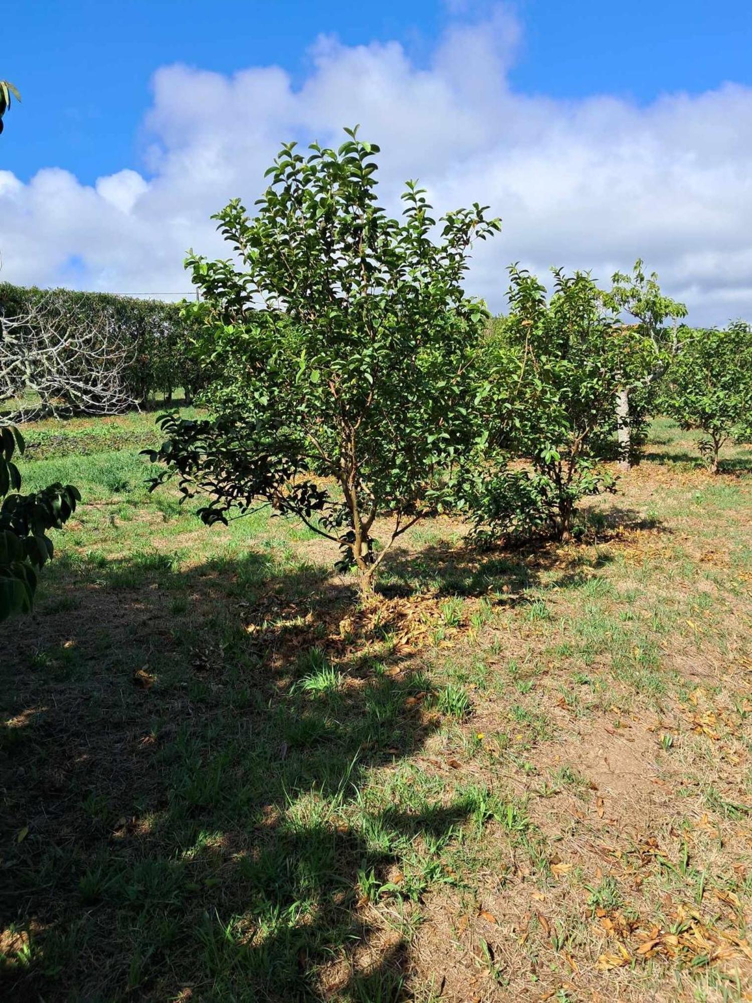 Quinta Do Norte 卡佩拉什 外观 照片