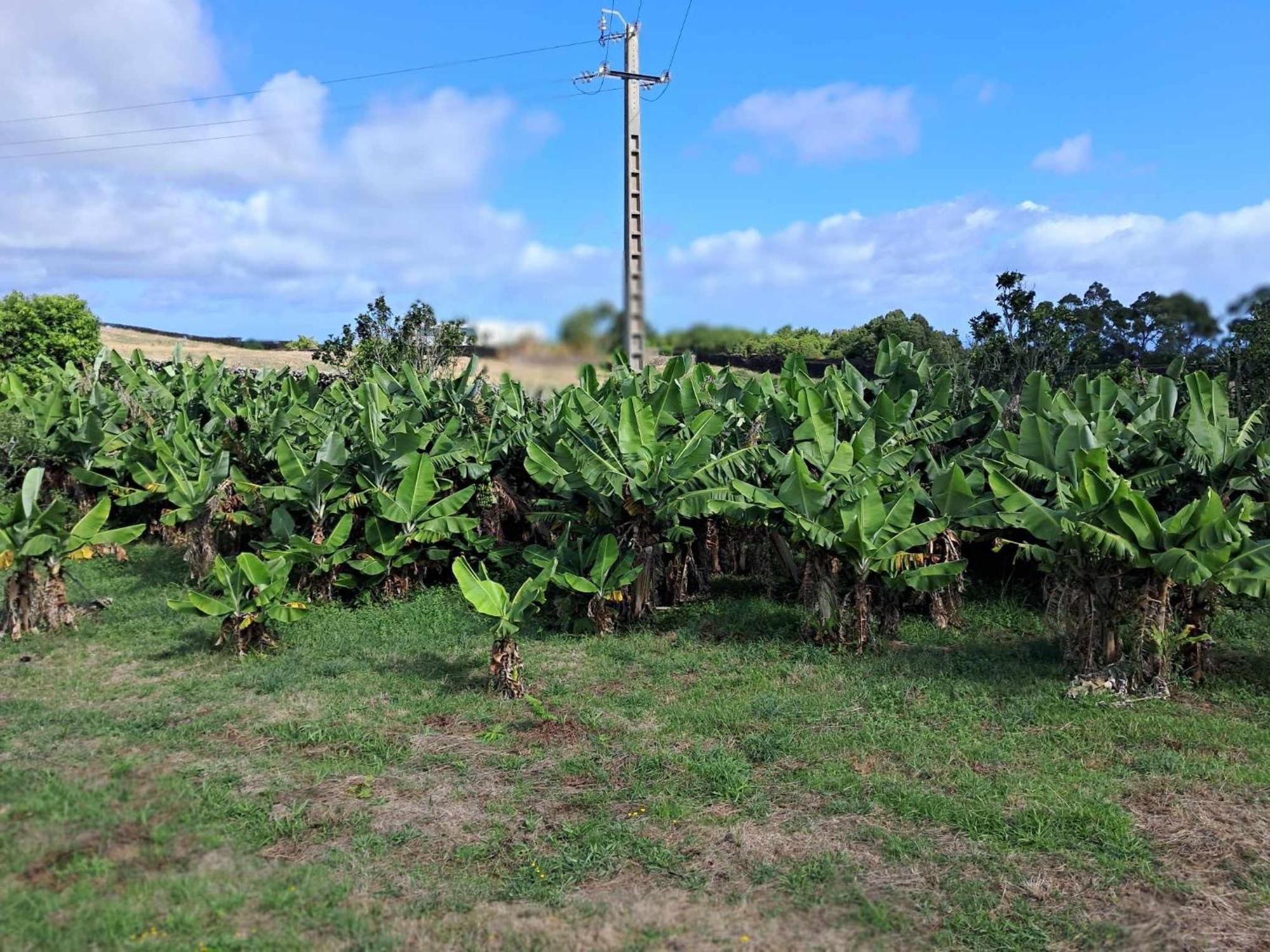 Quinta Do Norte 卡佩拉什 外观 照片